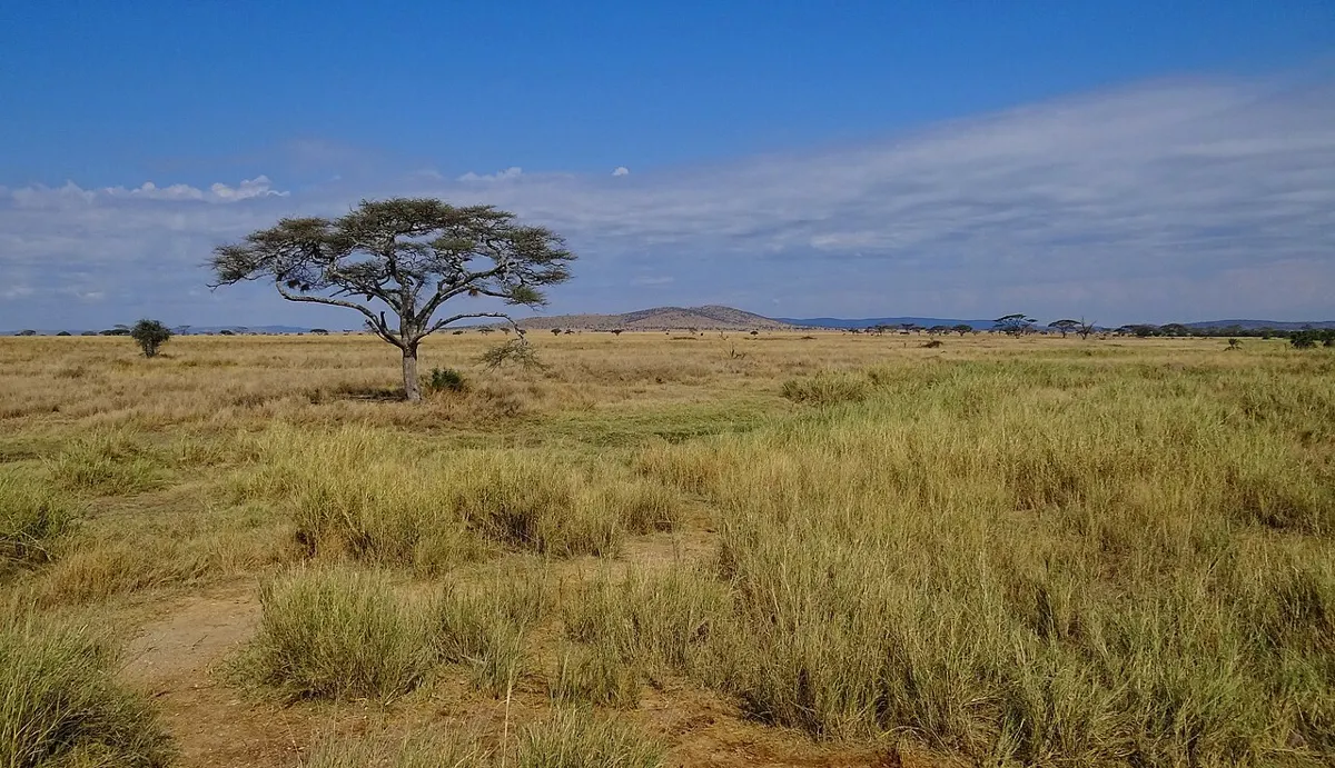 Serengeti Millî Parkı