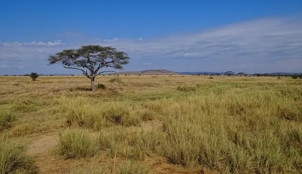 Serengeti Millî Parkı